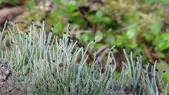 Pilophorus acicularis