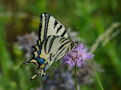 Papilio alexanor