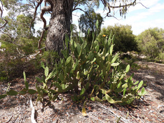 Opuntia elata