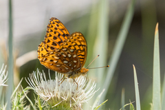 Speyeria hesperis