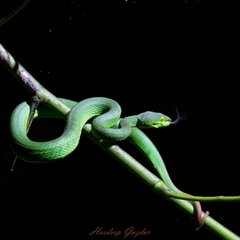 Trimeresurus erythrurus