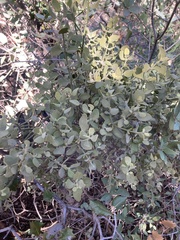Phoradendron villosum