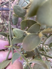 Phoradendron villosum