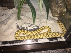 Heterodon