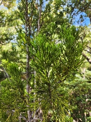 Halocarpus