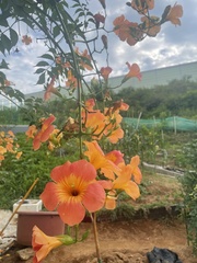 Campsis grandiflora