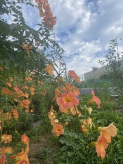 Campsis grandiflora
