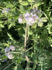 Phacelia cicutaria
