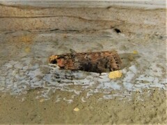 Sciota rubrisparsella