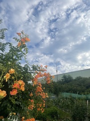 Campsis grandiflora