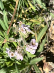 Phacelia cicutaria
