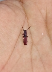 Coleoptera