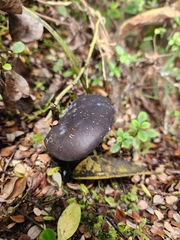 Tylopilus formosus