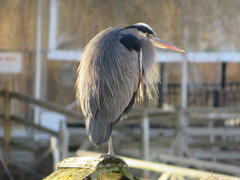 Ardea herodias