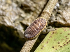 Drosicha