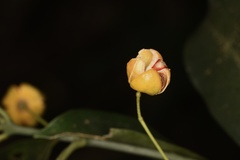 Euonymus laxiflorus
