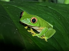 Agalychnis taylori