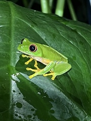 Agalychnis taylori
