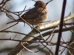 Haemorhous mexicanus