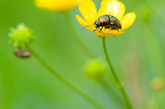 Cryptocephalus sericeus