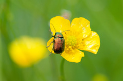 Cryptocephalus sericeus