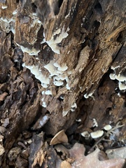 Gloeoporus dichrous