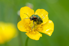 Cryptocephalus sericeus