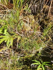Dracophyllum