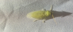 Panchlora nivea