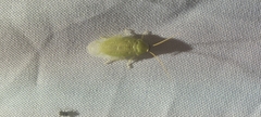 Panchlora nivea
