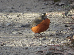 Turdus migratorius