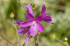 Sidalcea