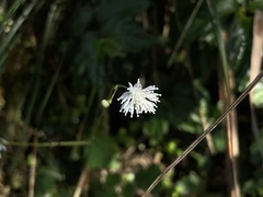 Thalictrum urbainii