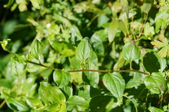 Hackelia latifolia