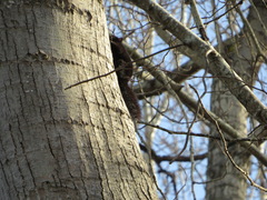 Sciurus carolinensis