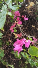 Bougainvillea glabra