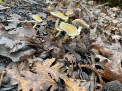 Leratiomyces percevalii