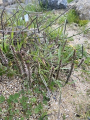 Plantago coronopus