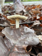 Leratiomyces percevalii
