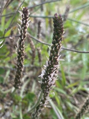 Plantago coronopus