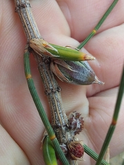 Cylindrococcus casuarinae