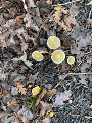 Leratiomyces percevalii