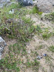 Plantago coronopus