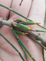 Cylindrococcus casuarinae