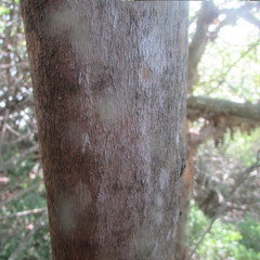 Hyperbaena ilicifolia