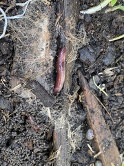 Eisenia fetida