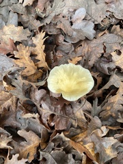 Leratiomyces percevalii