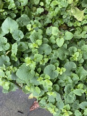 Campanula poscharskyana