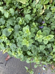 Campanula poscharskyana
