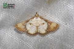 Corgatha atrimargo